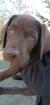 Labrador reinrassig Welpe
