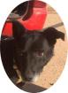 MERLIN - 55 cm -  HÜBSCHER LABRADOR MIX SUCHT! (aus dem Tierschutz)