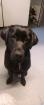 2 jährige Labrador Hündin 