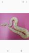 Königspython 100% Albino het.Axanthic NZ 20