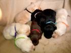Labradorwelpen suchen bald ein neues Zuhause