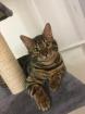 Deckkater Bengal 