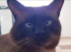 Thaisiam Deckkater 