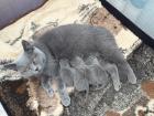 Traum in Blau BKH Kitten mit Stammbaum