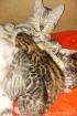 Reinrassige Bengal Kitten 