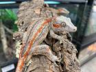 GARGOYLE GECKOS ZU VERKAUFEN !!  (Rhacodactylus auriculatus).