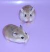 Junge Zwerghamster, kleine Hamster