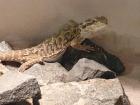 Bartargamen mit Terrarium 