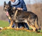 Junger Schäferhundmischling Sultan sucht ein liebevolles Zuhause
