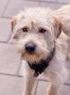Aktiver, verspielter Terrier-Mischling Peyton