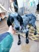 Laika sucht ein neues zu Hause