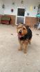 Duque sucht ein neues zu Hause