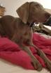 Reinrassiger Weimaraner Rüde 