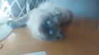 Deckkater Ragdoll Eisblaue Augen
