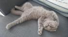 Scottish Fold/ BKH Mädchen