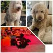 Sheepadoodle Welpen