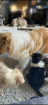 Reinrassige Collie langhaar Welpen 