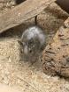 Degu männlich gescheckt