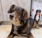 Lieber, sozialer Hundeopa