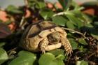 Breitrandschildkröten, Testudo marginata, eigene Nachzucht 2024.