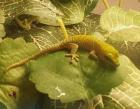 Phelsuma Grandis Jungtiere 2024