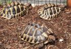 Drei griechische Landschildkröten