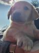 Labrador Welpe