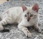 Bengal Kitten ( snow ) Katzenbaby seal lynx rosetted tabby 