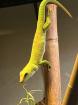 Phelsuma Grandis (Großer Madagaskar Taggecko)
