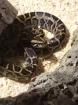 Tigerpython 0.1 von 22 erworben bei MS reptilien