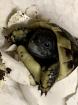 Griechische Landschildkröten abzugeben