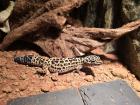 Leopardgecko männlich