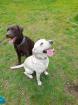 Reinrassige Labrador Retriever Welpen 
