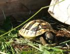Griechische Landschildkröten, Thb. un Thh. (kleinbleibende Unterart aus dem west