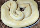 Königspython python regius 0.1