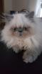 Perser, Jungtier, Kater, Colourpoint, blaue Augen