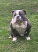 Hund Exotic Bulldogge