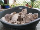 BKH Kitten o.P.