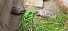 1.4 maurische Landschildkröten