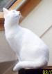Weisse katze geschippt sterilisiert taub aber sehr lieb ca.6 jahr alt