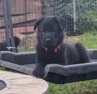 Deutsche Schäferhundwelpen aus Leistungszucht