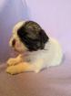 Shih Tzu Mädchen Cookie