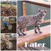 Bengal Jung Katzen (5 Monate alt)