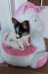Papillon  Mädchen