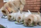 Reinrassige Chow-Chow Welpen mit blauer Zunge Geimpft & Gechipt