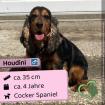 Houdini - netter, sozialer Rüde