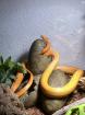 Kornnatter, männlich (inklusive Terrarium, verhandelbar)