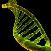 AntiAging und Abnehmen mit DHEA und Pregnenolone