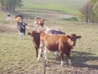 Helfen Sie mit, Colostrum bekannt zu machen!