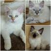 3 Heilige Birma Kitten Freigänger Katzen Kater abholbereit